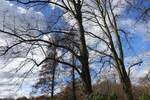 Hamburg am 26.2.2023: Wolkenspiel über dem Stadtpark