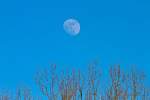 18.18 Uhr der zunehmender Mond über Pappeln - 15.04.2011