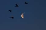 Lautstark flogen Gänse am frühen Morgen am abnehmenden Mond vorbei. - 23.02.2014