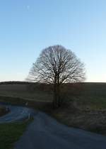 Dieser Baum steht an der Straße von Alscheid und Merholtz (Luxemburg).