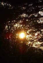 Die Sonne kurz vor dem Untergehen, sie gewhrt mit ihrem Licht selbst durch das dichte Gestrpp helle Blicke.     8.08.2007