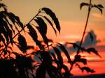 Blätter im roten Abendhimmel,aufgenommen am 13.10.2013 in der Nähe von Haßfurt