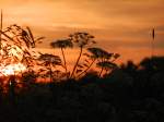 Abendliche Silhouette in der Nähe von Neuses a.R.