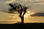 Knorriger Baum in der Abenddämmerung auf einem Feld bei Hohnhausen, aufgenommen am 16.04.2014