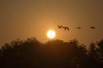 Sonnenuntergang mit Gänsen, die zu ihren Schlafplätzen fliegen.