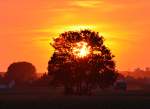 Sonnenuntergang über der Eifel durch den Baum betrachtet - bei Euskirchen 02.08.2015