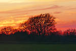 Busch- und Baumreihe kurz vor Sonnenuntergang in der Voreifel - 25.03.2020