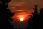 Sonnenuntergang zwischen Tannen bei Euskirchen - 10.08.2020