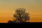 Gute Nacht Sonne, Abendstimmung mit Einzelbaum in der Voreifel bei Euskirchen-06.11.2020