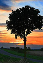 Sonnenuntergang, Abendstimmung mit Baum in der Eifel - 14.08.2023