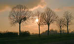 Sonnenuntergang durch Straßenbäume bei Euskirchen - 22.03.2024