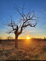Mit viel Sonne geht das Jahr 2024 zu Ende. Deren letzte Strahlen vor dem Jahreswechsel konnten auf dem Sandberg in Halle-Nietleben erhascht werden.

🕓 31.12.2024 | 15:51 Uhr