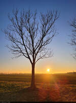  Klare Sicht bei Brehna: Während sich im benachbarten Halle (Saale) sich den ganzen Tag über zäher Nebel hielt, konnte hier der Sonnenuntergang genossen werden.

🕓 9.1.2025 | 16:11 Uhr