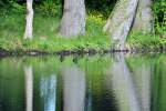 Baumspiegelung in einem Teich mit Entenpaar bei Euskirchen - 03.06.2013