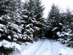 Schneebedeckter Waldweg; 121209