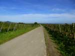 der Tuniberghhenweg, ideal zum Spazieren und Radfahren, Okt.2013