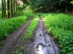 Waldweg nach einem kurzem Gewitter-Regenschauer_080529