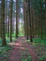 Der Weg in den Wald; 080612