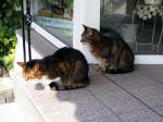 Zwei Katzen vor einem Geschft in der Altstadt von Hattingen am 15.