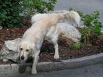 Golden-Retriever macht einen kurzen  Boxenstopp  whrend eines Spazierganges mit seinem Herrchen; 070701