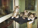 Katzenkinder (Geschwister) auf dem Kratzbaum, 2007