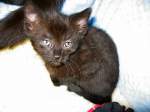 Eine kleine Schwarze bin ich, Katzenkinder , Foto von 2007