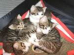 Hier sind wir alle, Katzenkinder, Foto von 2007