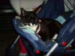 Ein Kater auf Reisen, Juni 2008