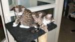 Unsere Katzenbabys  2007