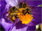 Fleiige Bienen bei der Arbeit fotografiert am 18.03.09.