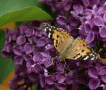 Ein Schmetterling geniesst den Frhling.