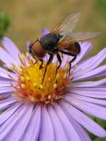 Fliege auf Herbstblume; 12.09.2007  