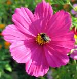 Cosmea-Blte mit Hummel, 25.07.2007