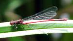Libelle sonnt sich