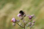 Diese Hummel labt sich an den Blten dieser Feldpflanze.