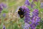 Am Wegesrand sammelt eine Hummel den Nektar der Blten. So gesehen im Juli 2009.