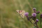 Dieser Schmetterling hlt die Flgel noch verschlossen, da er anscheinend eine andere Blte sucht. So gesehen im Juli 2009.