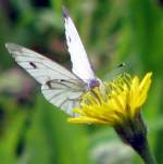 Schmetterling