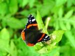Admiral (Red Admiral)