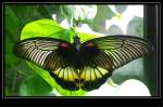 Gegenlichtaufnahme von einem Schmetterling... fotografiert im Garten der Schmetterlinge - Schloss Sayn in Bendorf-Sayn. Leider ist mir nicht bekannt, um welchen Falter es sich handelt.