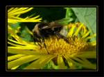 Fotografiert im Botanischen Garten Duisburg-Kaiserberg.