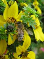 ein fleiiges Bienchen, 16.09.2009 