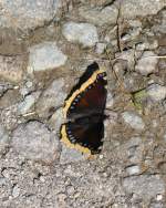 Auf tausend Meter Hhe entdeckt: ein wunderschner Schmetterling.