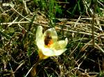 Eine Biene hat in einer wilden Krokusblte eine ihrer ersten Nahrungsquellen gefunden; 080224