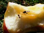 Ein weggeworfener Apfel dient als Snackbar - Fr diese Insekten ein gefundenes Fressen.