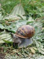 Vorsichtig schaut diese Schnecke aus ihrem Haus.
(April 2008)