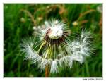 Ameise auf Pusteblume (Lwenzahn)