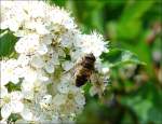 Eine Biene auf Nektarsuche fotografiert in Kautenbach am 08.06.08.