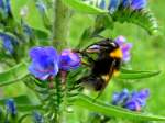 Eine Hummel wird gleich ihren  Saugrssel  in die Blte stecken, um den Nektar aufzunehmen; 080617