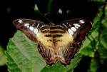 Exotischer Schmetterling am 09.06.2008 im Schmetterlingshaus Wilhelma/Stuttgart